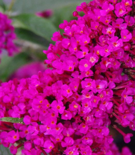 Buddleja davidii 'Butterfly Tower' ® magenta